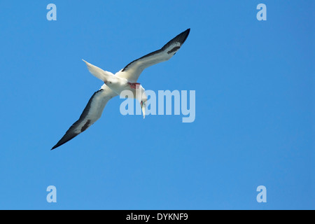 Rosso-footed Booby (Sula sula rubripes), colore bianco, fase di graffiare in midair Foto Stock