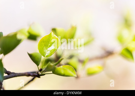 New Plymouth pera leaf Pyrus, cordata in sole primaverile Foto Stock