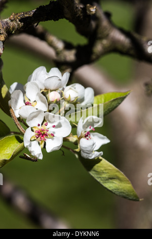 Plymouth pera fiore (Pyrus, cordata) in sole primaverile Foto Stock