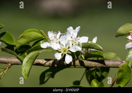 Plymouth pera fiore (Pyrus, cordata) in sole primaverile Foto Stock