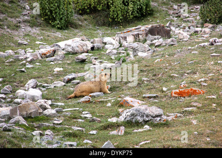 La marmotta himalayana Foto Stock