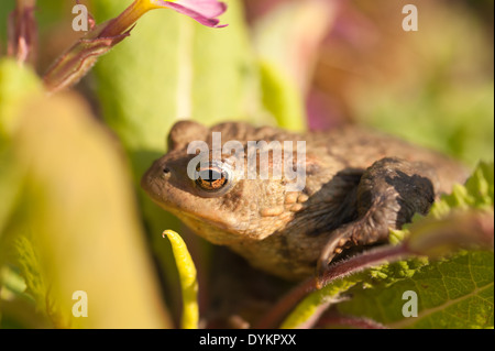 Adulto il rospo comune a caccia di bug e in preda al livello del suolo tra il muschio licheni vicino stagno dopo la deposizione delle uova Foto Stock