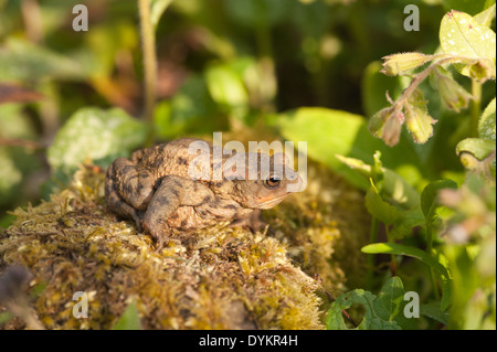 Adulto il rospo comune a caccia di bug e in preda al livello del suolo tra il muschio licheni vicino stagno dopo la deposizione delle uova Foto Stock