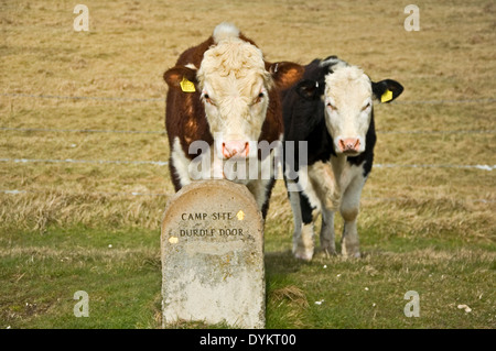 Due mucche in piedi dietro una pietra modo segno di marcatore verso la porta di Durdle campeggio Foto Stock