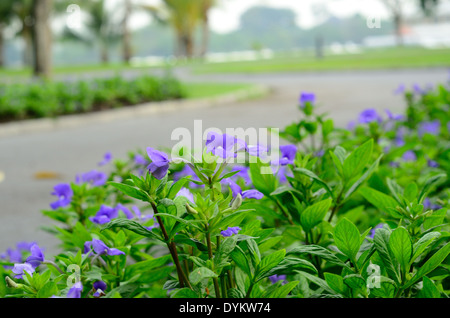 Belle Blue Hawaii fiore (Otacanthus coeruleus) a Thai Flower Garden Foto Stock