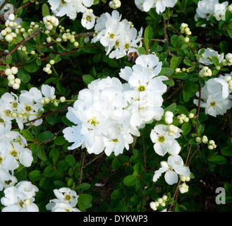 Exochorda x macrantha "La sposa in fiore Foto Stock