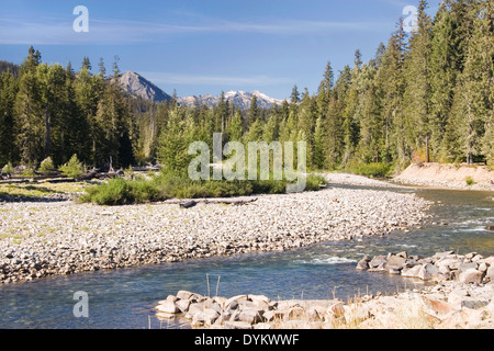 Salmone la Sac, Okanogan-Wenatchee foresta nazionale, nello Stato di Washington, USA, 2012. Pino bosco e Cle Elum fiume di montagna Foto Stock
