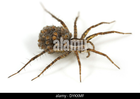 Femmina monticola Pardosa spider, parte della famiglia Lycosidae - Wolf ragni. Porta la sua spiderlings sul suo retro. Foto Stock