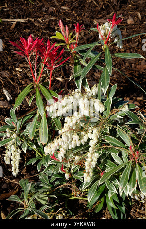 Sarcococca japonica cultivar 'Flaming Silver" ( il giglio della valle Bush ) In primavera Foto Stock