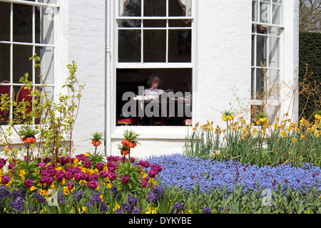 Fiori di Primavera in Pembroke Lodge Il Parco di Richmond Surrey UK Foto Stock