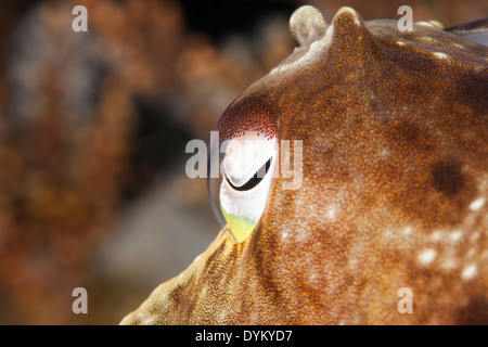 Broadclub Seppie (Sepia latimanus), closeup, nel Lembeh strait off Nord Sulawesi, Indonesia. Foto Stock