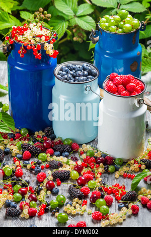 La raccolta di freschi frutti di bosco Foto Stock