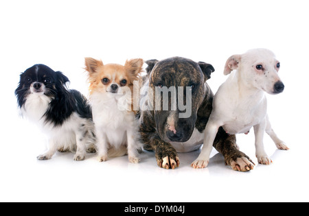 Quattro cani di fronte a uno sfondo bianco Foto Stock