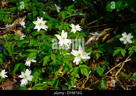 Legno ( Anemone Anemone nemorosa , ) in fiore in primavera, REGNO UNITO Foto Stock