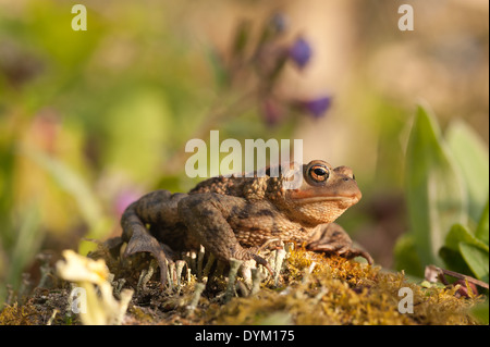 Adulto il rospo comune a caccia di bug e in preda al livello del suolo tra il muschio licheni vicino stagno dopo la deposizione delle uova Foto Stock