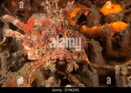 Devilfish spinosa (Inimicus didactylus) ben mimetizzata nel Lembeh strait off Nord Sulawesi, Indonesia. Foto Stock