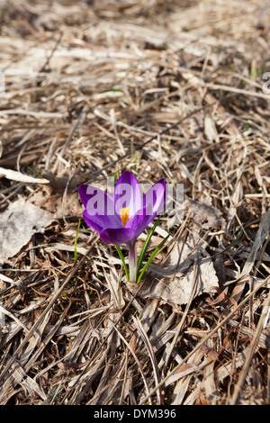 Unico fiore Crocus a molla, Finlandia Foto Stock