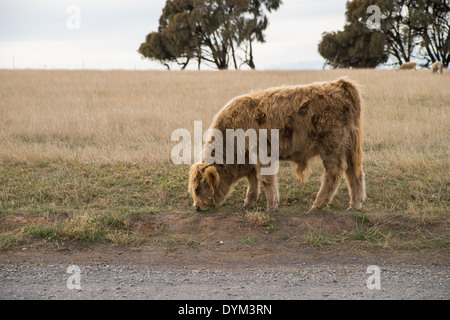 Un altopiano di bestiame catturato da soli a Churchill Island Heritage Farm in Phillip Island, Victoria, Australia. Foto Stock