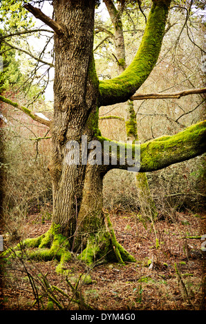 Grandi coperte di muschio tronco di albero con rami di grandi dimensioni. Mistica foresta magica scena con una tessitura artistica. Molla di sale isola, BC. Foto Stock