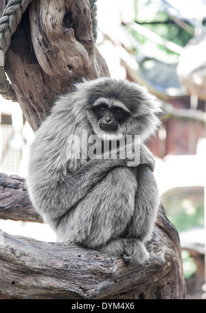 Un abbattuto-cercando Gibbon argenteo in uno zoo Foto Stock