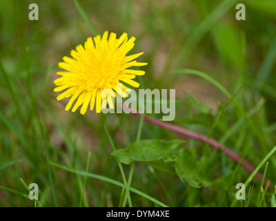 Il fiore di un comune tarassaco (Taraxacum officinale), in piena fioritura. Foto Stock