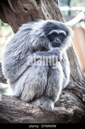 Un abbattuto-cercando Gibbon argenteo in uno zoo Foto Stock