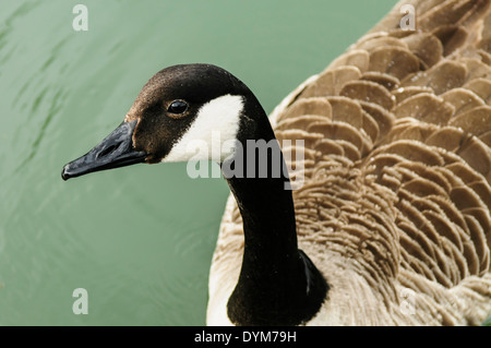 Oca canadese Foto Stock