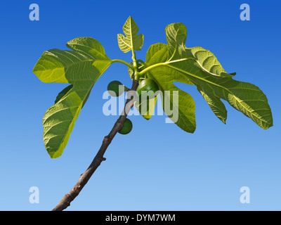 Deliziosi fichi verdi in crescita in sole primaverile Foto Stock