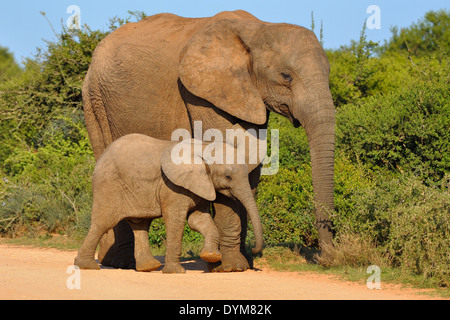 L'elefante africano (Loxodonta africana), madre di mangiare il bambino e lo sfregamento contro di esso, Addo Elephant National Park, Sud Africa Foto Stock