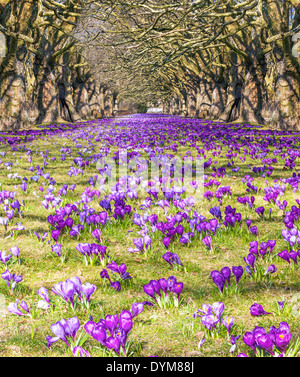 La molla in posizione di parcheggio, campo di crochi. Foto Stock