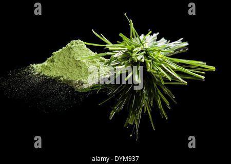 Wheatgrass e polvere di wheatgrass isolati su sfondo nero. Chlorella, Spirulina e wheatgrass, sano cibo verde supplemen Foto Stock