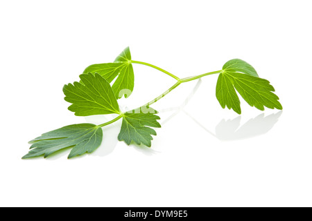 Fresche erbe levistico isolati su sfondo bianco. Fresche delizie sani ingredienti cottura. Erbe aromatiche. Foto Stock