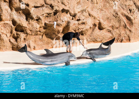 Spettacolo di Delfini, Loro Parque zoo, Puerto de la Cruz, Santa Cruz de Tenerife, Tenerife, Isole Canarie, Spagna Foto Stock