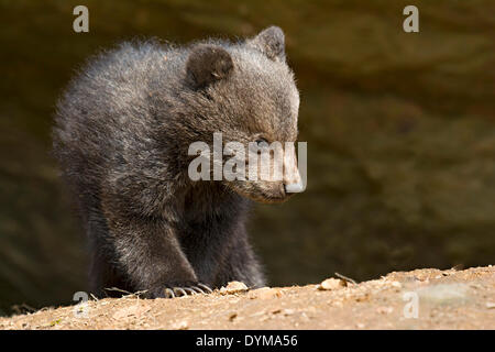 Unione l'orso bruno (Ursus arctos), cub, 3 mesi, captive, animale enclosure, Parco Nazionale della Foresta Bavarese, Baviera, Germania Foto Stock
