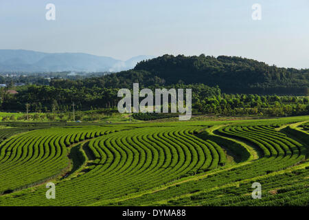 Boon Rawd Farm, Singha Park, le piantagioni di tè, tè giardini, Chiang Rai, provincia di Chiang Rai, Thailandia del Nord della Thailandia Foto Stock