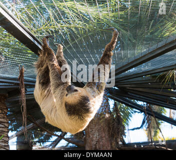 Linneo per le due dita bradipo (Choloepus didactylus), captive Foto Stock