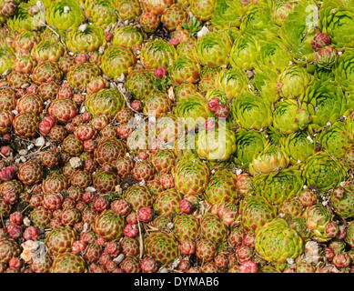 Aeonium, albero semprevivo, Crassula famiglia pianta Foto Stock