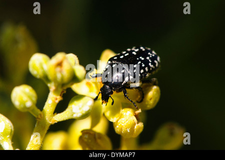 Beetle pollinates un fiore in una piantagione di avocado. Fotografato in Israele nel Marzo Foto Stock