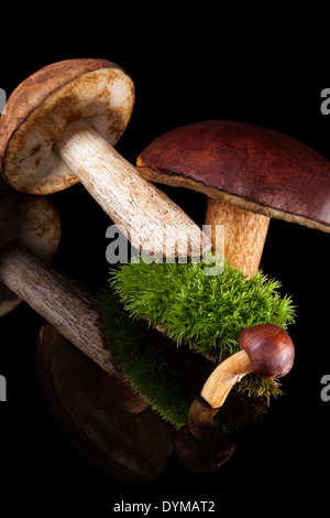 Freschi e deliziosi funghi con moss isolati su sfondo nero. Fungo culinaria mangiare. Foto Stock