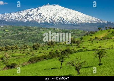 Alberi di olivo & snowy fianco occidentale del vulcano Etna visto a Serra vicino Bronte; Bronte in provincia di Catania, Sicilia, Italia Foto Stock