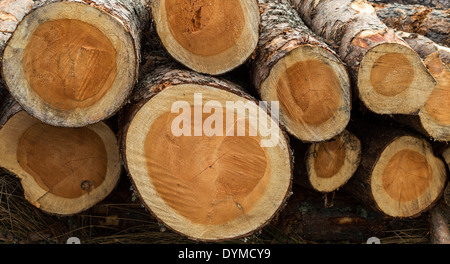 Tagliare alberi di pino o log fine a mostrare gli anelli di crescita TECNICA DI DENDROCHRONOLOGY Foto Stock