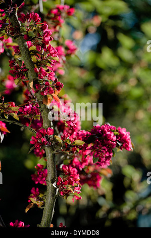 Malus × moerlandsii "Profusione'. Crab Apple. Foto Stock