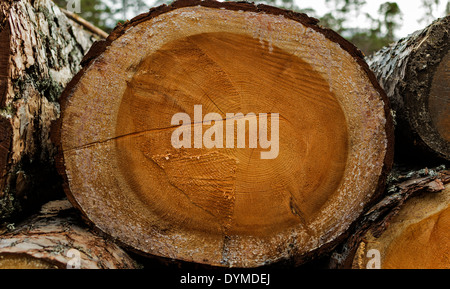 Fine di un segati tronco di albero che mostra gli anelli di accrescimento dating da DENDROCHRONOLOGY Foto Stock