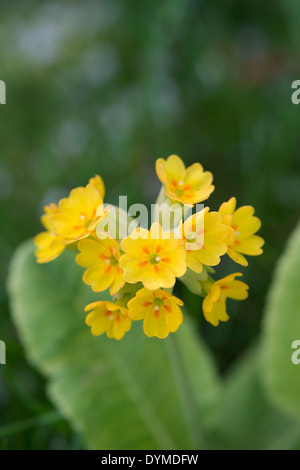 Primula veris. Cowslip fiore in erba Foto Stock