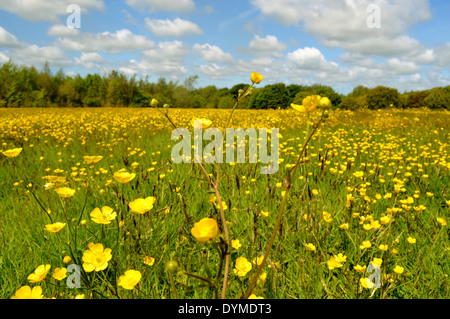 Un bel inizio giornata d'estate a piedi attraverso le renoncules e bluebells a Ashurst beacon country park a UpHolland, Lancashire, Foto Stock