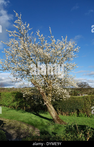 Un damson tree (Prunus domestica subsp. insititia) in piena fioritura in un giardino Herefordshire, UK. Foto Stock