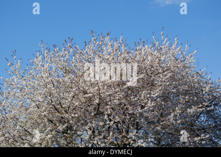 Un albero ciliegio in fiore in primavera. Si tratta di Prunus avium, chiamato anche ciliegio selvatico, ciliegio dolce, bird cherry o fisarmonica Gean - REGNO UNITO Foto Stock