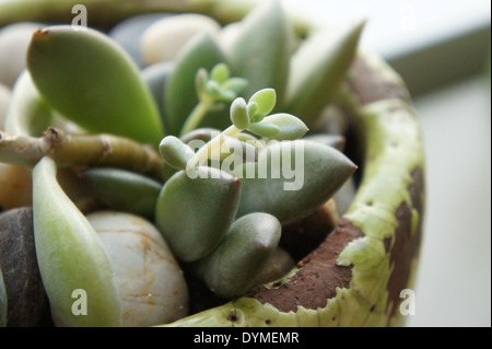 Close up di un fantasma di crescita della pianta con rocce in una verde e marrone vaso di ceramica Foto Stock