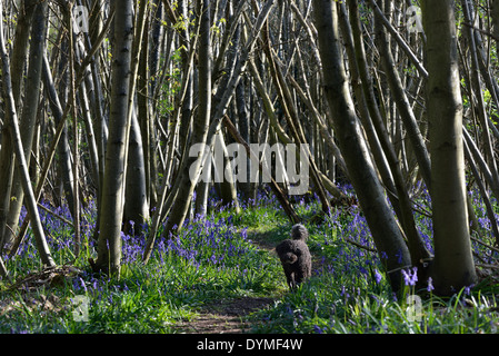 Carino piccolo cane a camminare in un tappeto di bluebells a Guestling legno, a Pett, East Sussex. Regno Unito Foto Stock