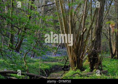 Un tappeto di bluebells a Guestling legno, a Pett, East Sussex. Regno Unito Foto Stock